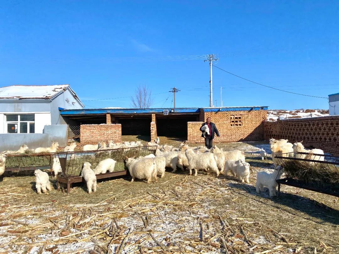决战决胜脱贫攻坚奋斗有我赶着敏盖绒山羊走上脱贫致富路