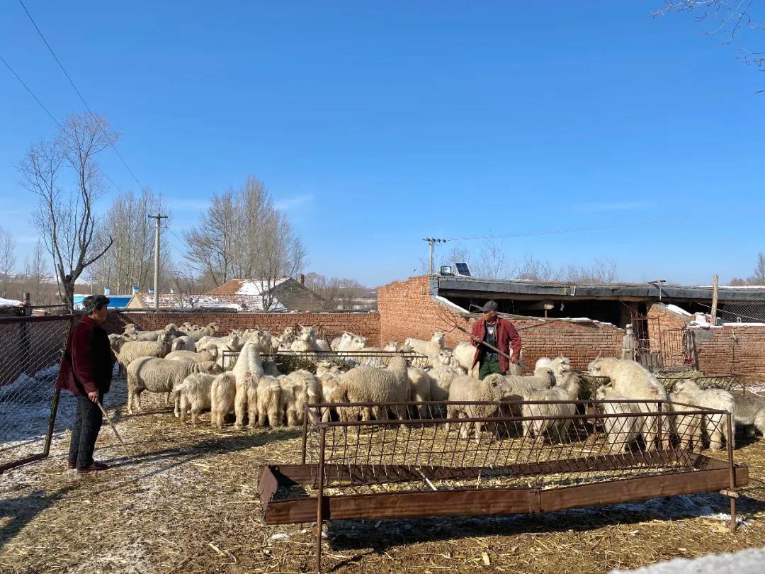 决战决胜脱贫攻坚奋斗有我赶着敏盖绒山羊走上脱贫致富路